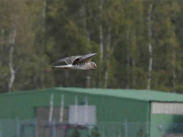 Ängshök (Circus pygargus) Montagu's Harrier 