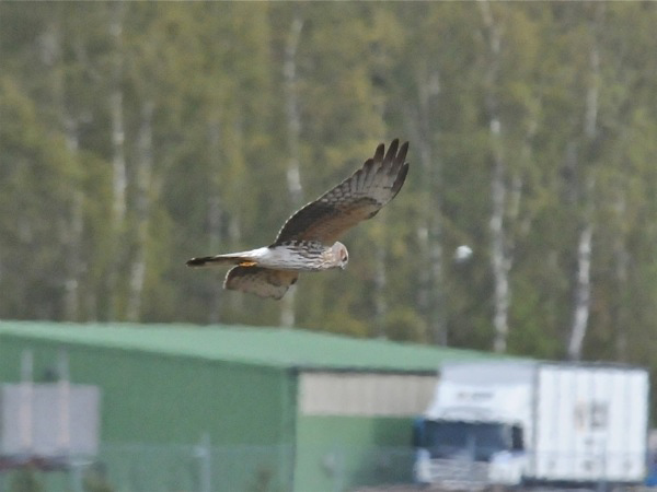 Ängshök (Circus pygargus) Montagu's Harrier 