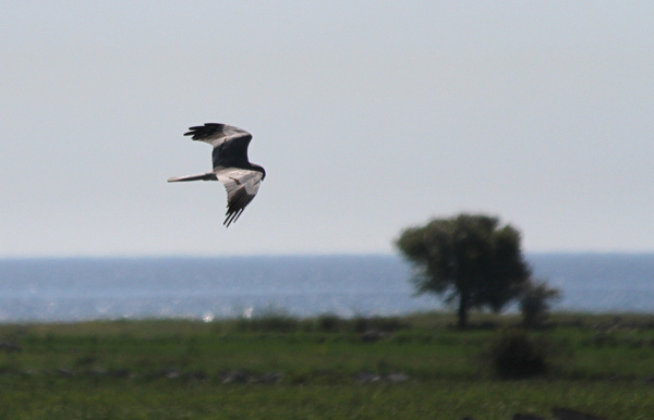 Ängshök (Circus pygargus) Montagu's Harrier 