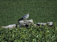 ngshk (Circus pygargus) Montagu's Harrier