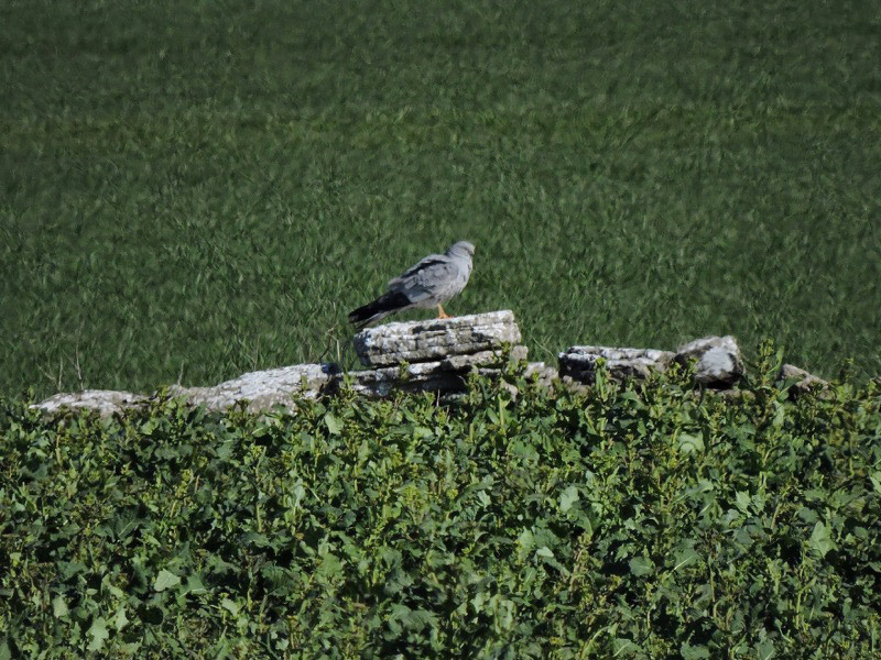 Ängshök (Circus pygargus) Montagu's Harrier 