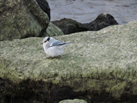 Azurmes (Cyanistes cyanus) Azure Tit 