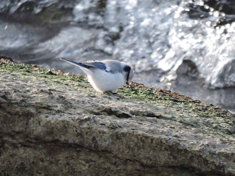 Azurmes (Cyanistes cyanus) Azure Tit 