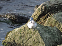 Azurmes (Cyanistes cyanus) Azure Tit 