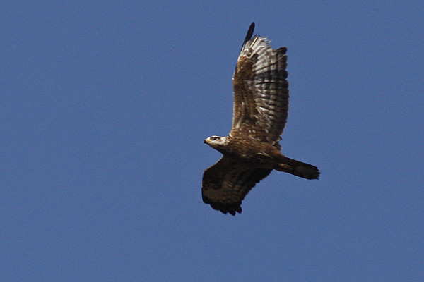 Bivråk (Pernis apivorus) European Honey Buzzard