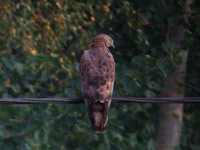 Bivrk (Pernis apivorus) European Honey Buzzard