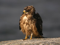 Bivrk (Pernis apivorus) European Honey Buzzard