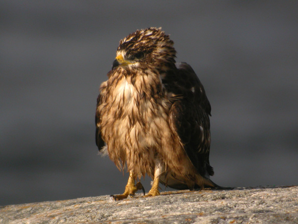 Bivråk (Pernis apivorus) European Honey Buzzard