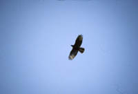 Bivrk (Pernis apivorus) European Honey Buzzard