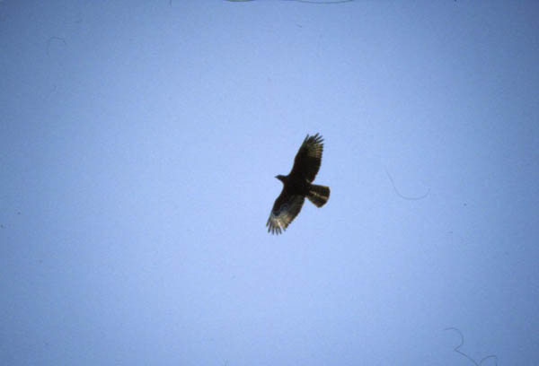 Bivråk (Pernis apivorus) European Honey Buzzard