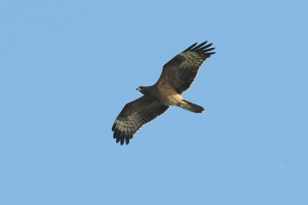 Bivråk (Pernis apivorus) European Honey Buzzard