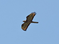 Bivrk (Pernis apivorus) European Honey Buzzard