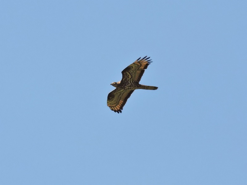 Bivråk (Pernis apivorus) European Honey Buzzard