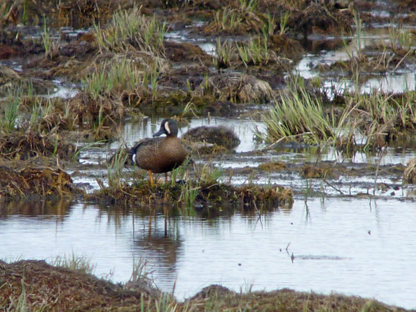 Blåvingad årta (Anas discors) Blue-winged Teal