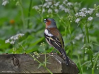 Bofink (Fringilla coelebs) Common Chaffinch