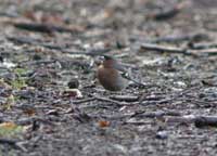 Bofink (Fringilla coelebs) Common Chaffinch