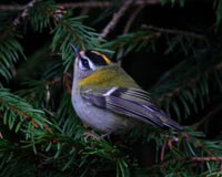 Brandkronad kungsfgel (Regulus ignicapilla) Firecrest 