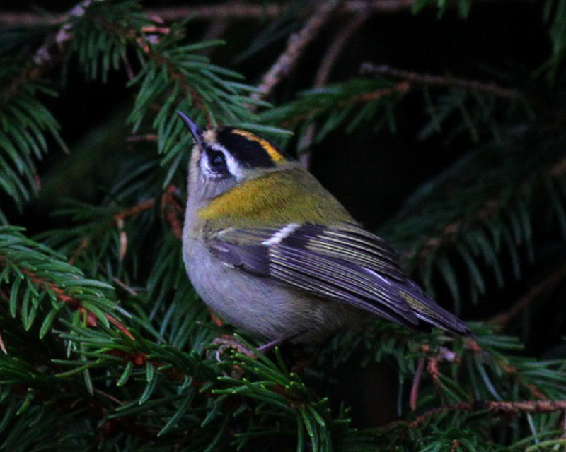 Brandkronad kungsfågel (Regulus ignicapilla) Firecrest 