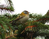 Brandkronad kungsfgel (Regulus ignicapilla) Firecrest 