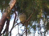 Brandkronad kungsfgel (Regulus ignicapilla) Firecrest 