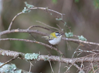 Brandkronad kungsfgel (Regulus ignicapilla) Firecrest 