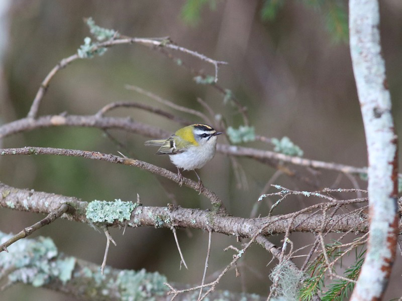 Brandkronad kungsfågel (Regulus ignicapilla) Firecrest 