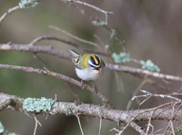 Brandkronad kungsfgel (Regulus ignicapilla) Firecrest 