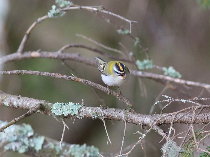 Brandkronad kungsfågel (Regulus ignicapilla) Firecrest 