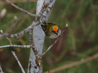 Brandkronad kungsfgel (Regulus ignicapilla) Firecrest 