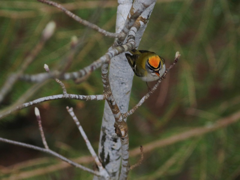 Brandkronad kungsfågel (Regulus ignicapilla) Firecrest 