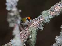 Brandkronad kungsfgel (Regulus ignicapilla) Firecrest 