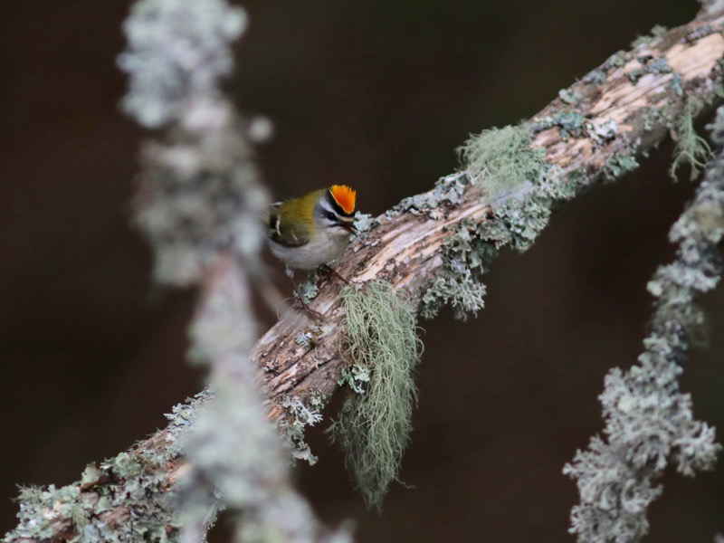 Brandkronad kungsfågel (Regulus ignicapilla) Firecrest 