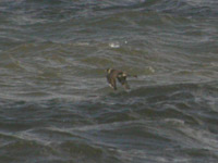 Bredstjrtad labb (Stercorarius pomarinus) Pomarine Skua