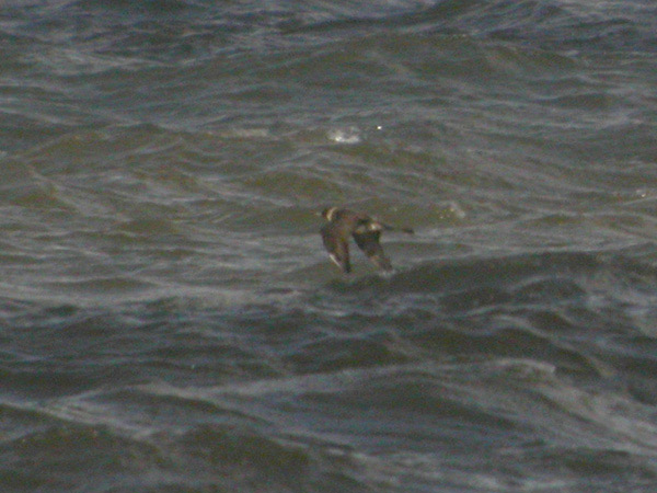 Bredstjärtad labb (Stercorarius pomarinus) Pomarine Skua