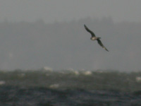 Bredstjrtad labb (Stercorarius pomarinus) Pomarine Skua