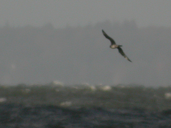 Bredstjärtad labb (Stercorarius pomarinus) Pomarine Skua