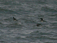 Bredstjrtad labb (Stercorarius pomarinus) Pomarine Skua