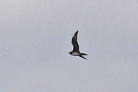 Bredstjrtad labb (Stercorarius pomarinus) Pomarine Skua