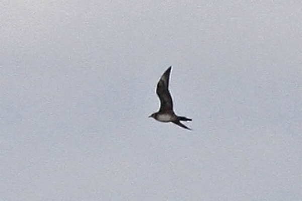 Bredstjärtad labb (Stercorarius pomarinus) Pomarine Skua