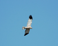 Brun krrhk (Circus aeruginosus) Western Marsh Harrier