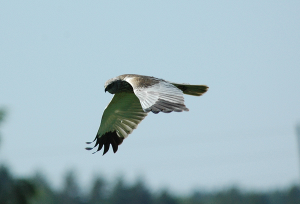 Brun kärrhök (Circus aeruginosus) Western Marsh Harrier