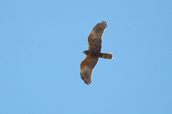 Brun kärrhök (Circus aeruginosus) Western Marsh Harrier