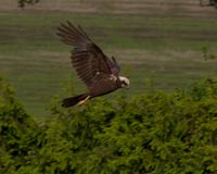 Brun krrhk (Circus aeruginosus) Western Marsh Harrier