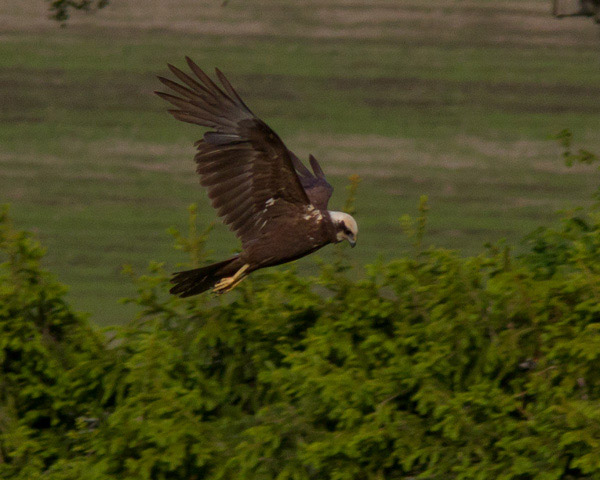 Brun kärrhök (Circus aeruginosus) Western Marsh Harrier