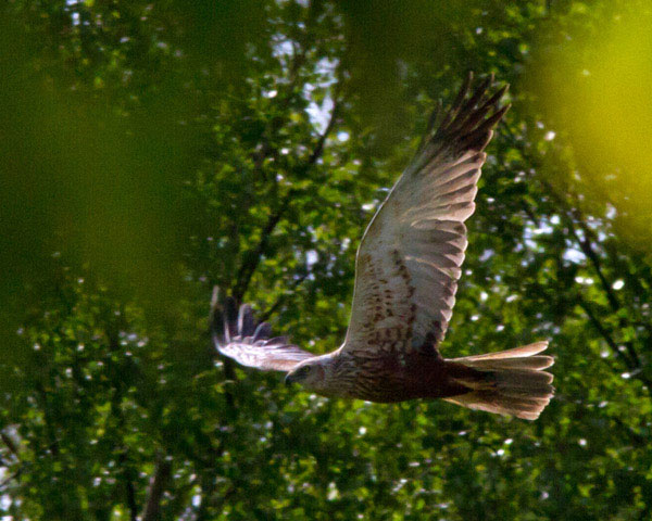 Brun kärrhök (Circus aeruginosus) Western Marsh Harrier