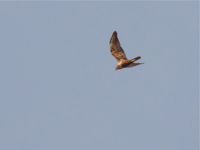 Brun krrhk (Circus aeruginosus) Western Marsh Harrier