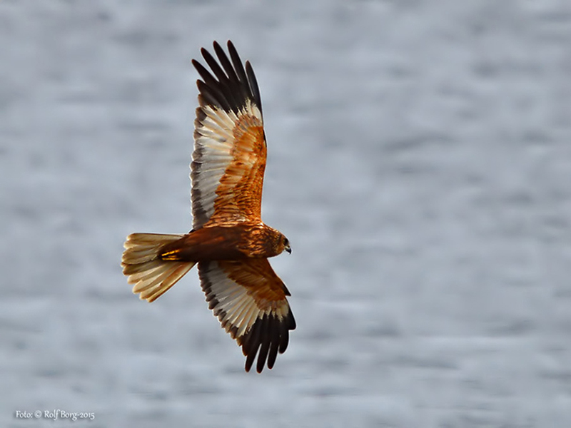 Brun kärrhök (Circus aeruginosus) Western Marsh Harrier