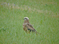 Brun krrhk (Circus aeruginosus) Western Marsh Harrier