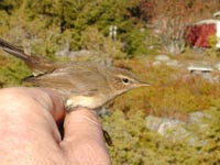 Brunsngare (Phylloscopus fuscatus) Dusky Warbler