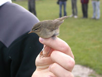 Brunsngare (Phylloscopus fuscatus) Dusky Warbler